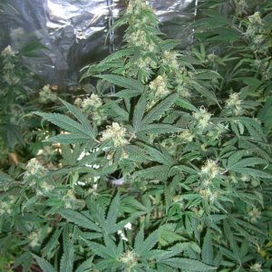 CIMG5461