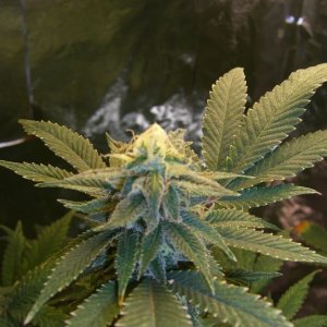 CIMG5462