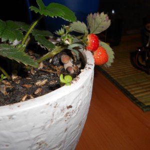 DSCN1379