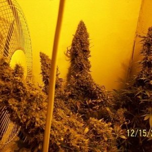 White Russian