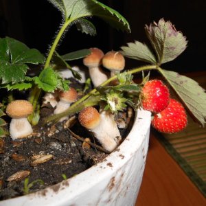 DSCN1384
