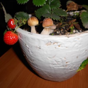 DSCN1385