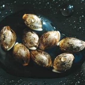 феминизированные семена конопли-хочу такие)