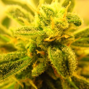 BlackJackAuto