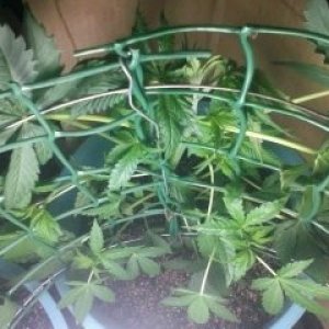 30 дней от всхода