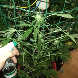 02 03 13. 50 дней от семки 10 дней цвета