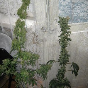 Изображение 006