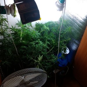 IMAG0446