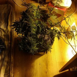 IMAG0442