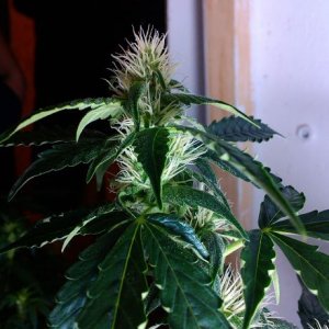IMAG0458