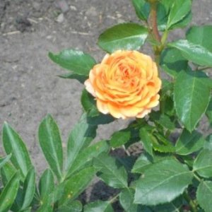 DSCN1867