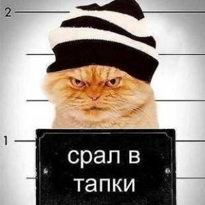 1362927844 Kot sral V tapki