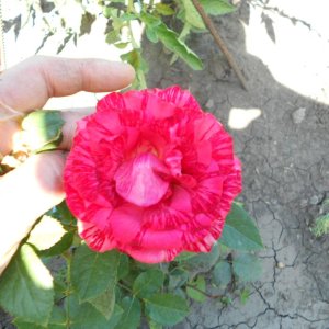 DSCN1890