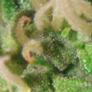 auto ak-47