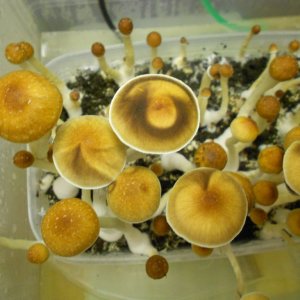 DSCN1918