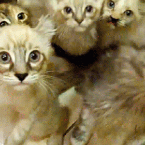 gifs 14