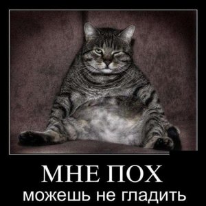 1368032216 demotivatory S zhivotnymi 18