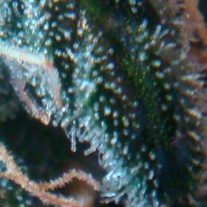 DSC04988