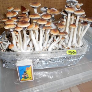 DSCN1950