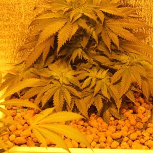 IMG 2205 (2)