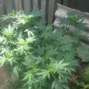 CIMG0059