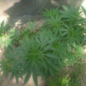 CIMG0064