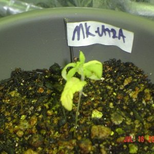 nutrients