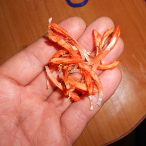 DSCN1999