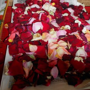 DSCN2000