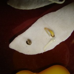 DSC08691