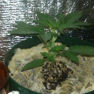 IMAG0305