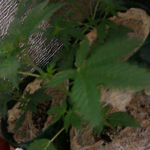 IMAG0307