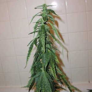 nutrients
