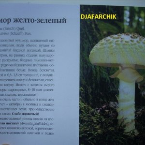 аманита желтый