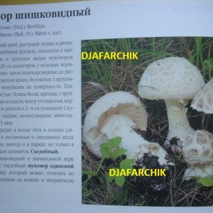 аманита солитария