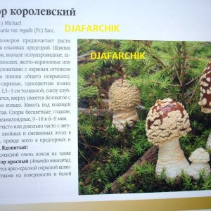 мухамор королевский
