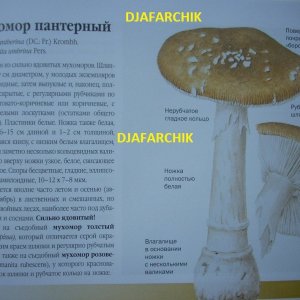 мухамор пантерный