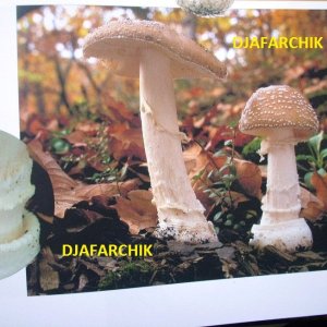 мухамор пантерный 2