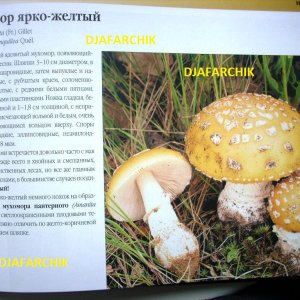 мухамор яркожелтый