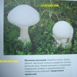 мухомор весенний