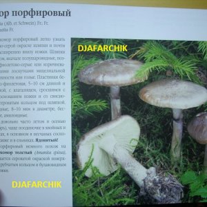 мухомор порфировый
