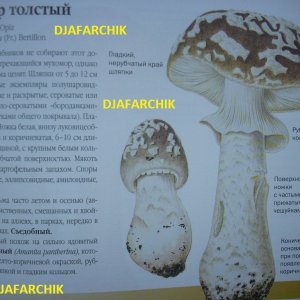 мухомор толстый