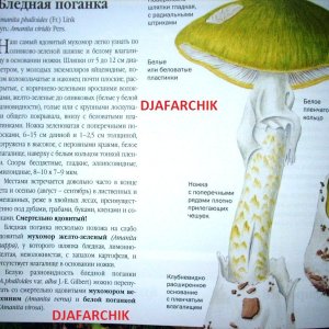 бледная поганка