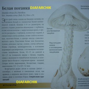 белая поганка