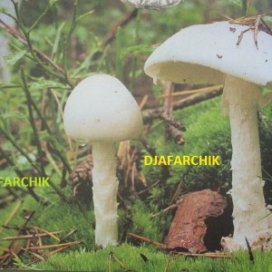 белая поганка 1