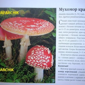 мухамор красный