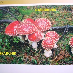 мухомор красный 2