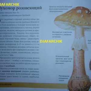 мухомор розовеющий