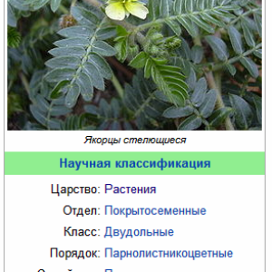 якорцы стелющиеся