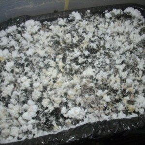 DSCN1442